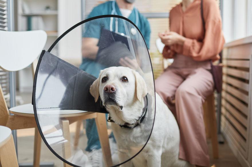 Un perro labrador amarillo con un cono de plástico sentado en una consulta veterinaria, con un veterinario con bata y una mujer con ropa informal sentados al fondo.